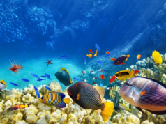 Atasi Pengaruh Perubahan Iklim Terhadap Ekosistem Laut Indonesia #SelamatkanPlanetKita Pengaruh Perubahan Iklim Terhadap Ekosistem Laut Indonesia #SelamatkanPlanetKita Sumber TheConversation.