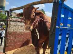 Presiden Prabowo Sumbang Sapi Kurban Seberat 1 Ton di Masjid Al-Akbar Surabaya Presiden Prabowo Sumbang Sapi Kurban Seberat 1 Ton di Masjid Al-Akbar Surabaya