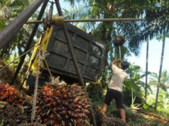 Bea Keluar Sawit Dominasi Penerimaan Negara 2025 Bea Keluar Sawit Dominasi Penerimaan Negara 2025