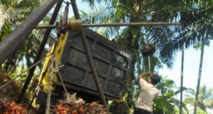 Bea Keluar Sawit Dominasi Penerimaan Negara 2025 Bea Keluar Sawit Dominasi Penerimaan Negara 2025