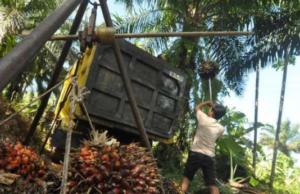 Bea Keluar Sawit Dominasi Penerimaan Negara 2025 Bea Keluar Sawit Dominasi Penerimaan Negara 2025