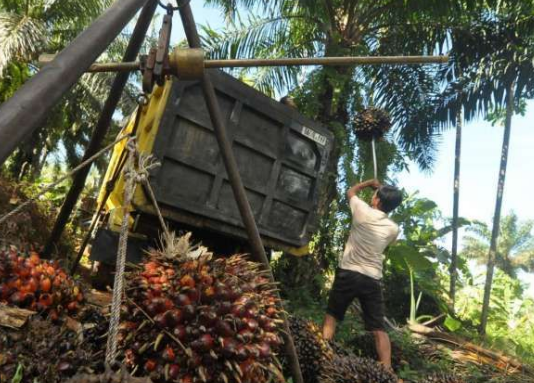 Bea Keluar Sawit Dominasi Penerimaan Negara 2025